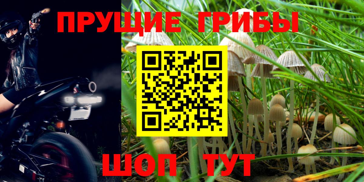 Псилоцибиновые грибы GOLDEN TEACHER Тавда